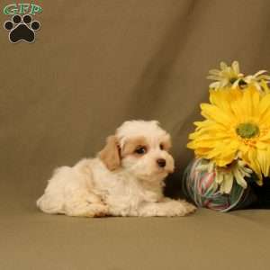 Dexter, Morkie-Poo Puppy
